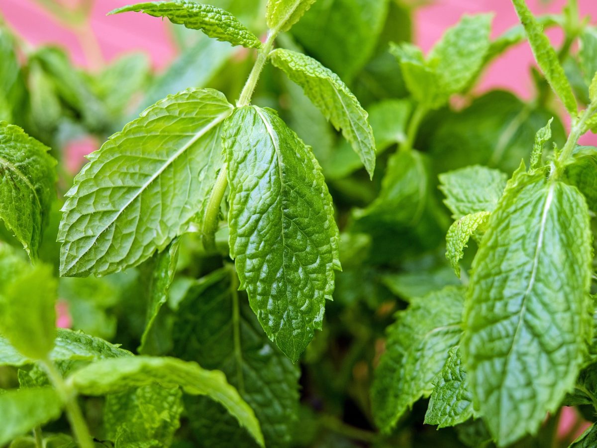 Mentha Piperita Vegetable Seeds for Planting, heirloom & Non-GMO Seeds