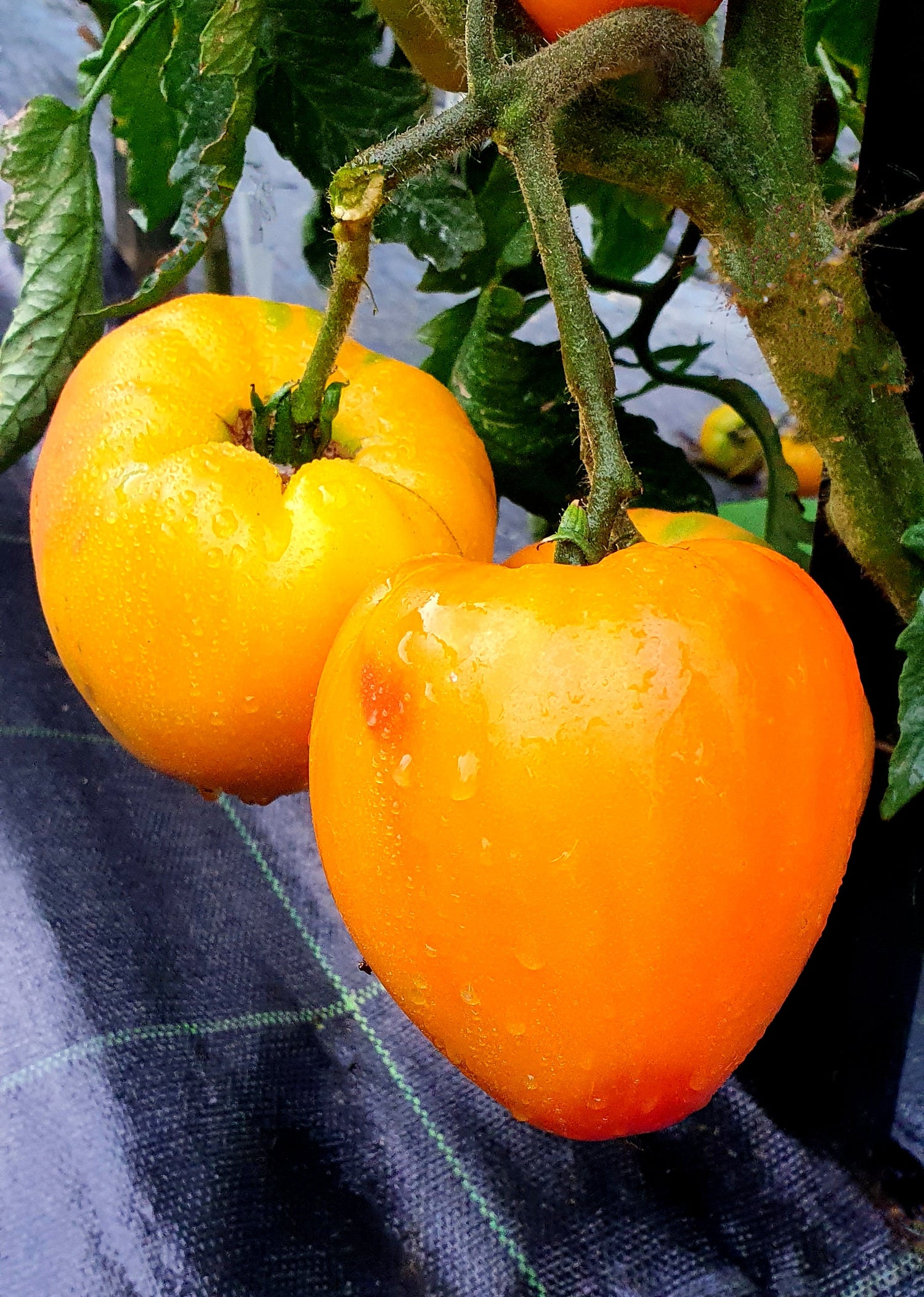 Tomato Oranzhevyy Giganten Solanum lycopersicum vegetable seeds for planting in backyard garden