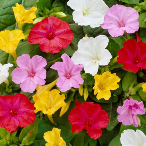 Mirabilis Four Oclock heirloom non-gmo garden seeds