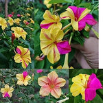 Mirabilis Red Yellow Four O Clock Open Pollinated heirloom non-gmo garden seeds