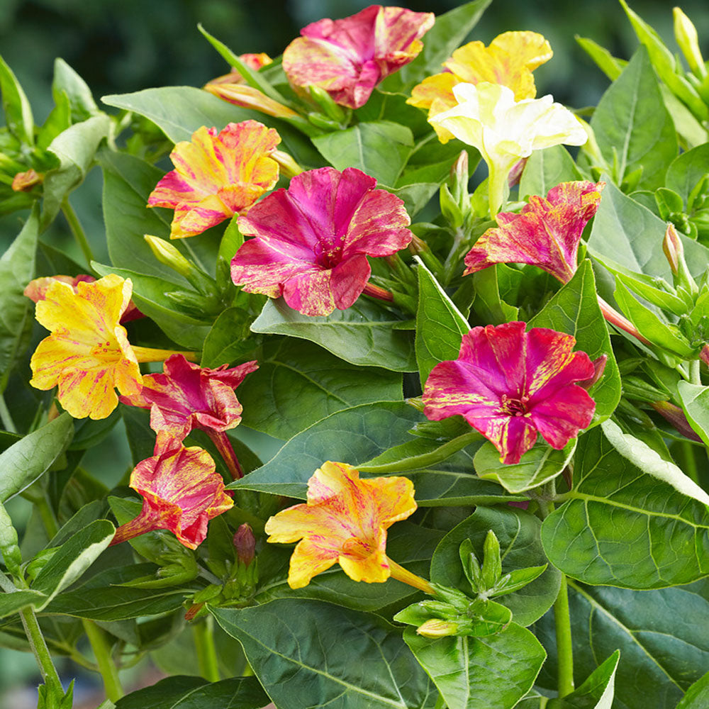 Four O'Clock Marbles Mix Colorful Bloom Flower Seeds