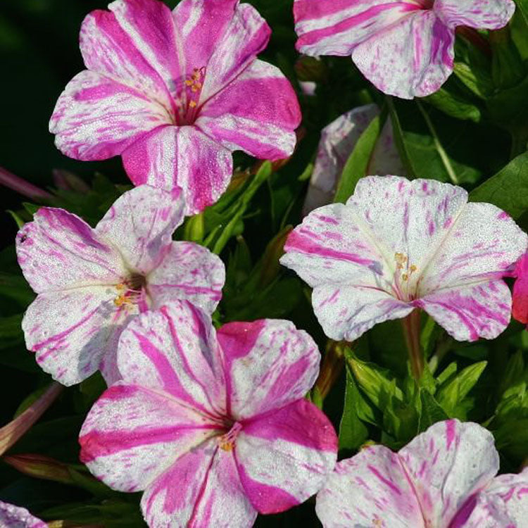 Four O'Clock Marbles Red White Bicolor Flower Seeds