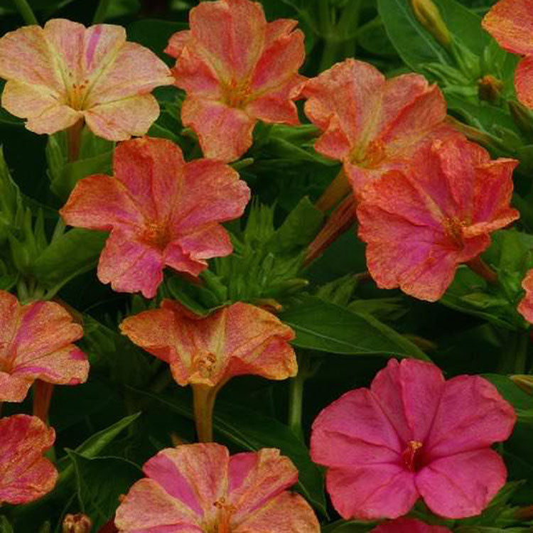 Four O'Clock Marbles Yellow Red Vibrant Bloom Flower Seeds