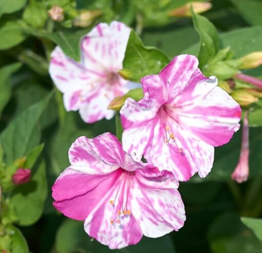 Mirabilis Pink White Four O Clock heirloom non-gmo garden seeds