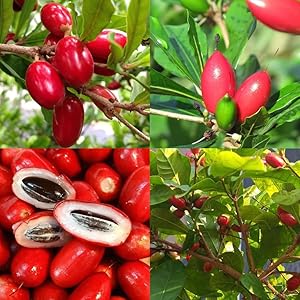 Miracle Fruit Synsepalum dulcificum seeds for planting in home garden