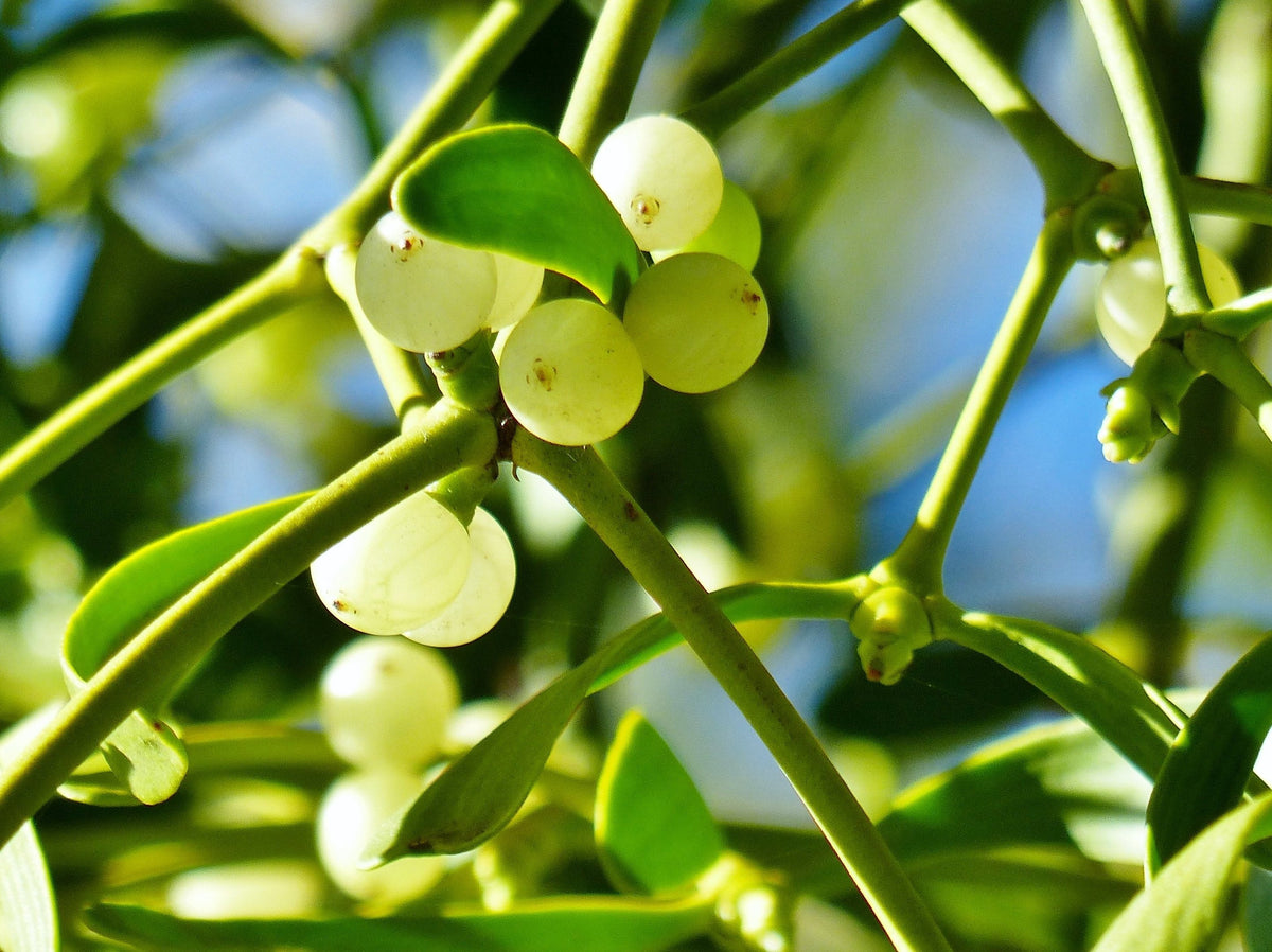 Mistletoe plant seeds for garden planting