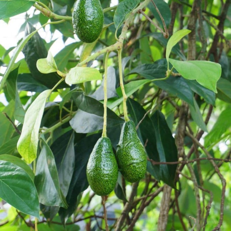 Avocado Seeds germination guide for home gardening