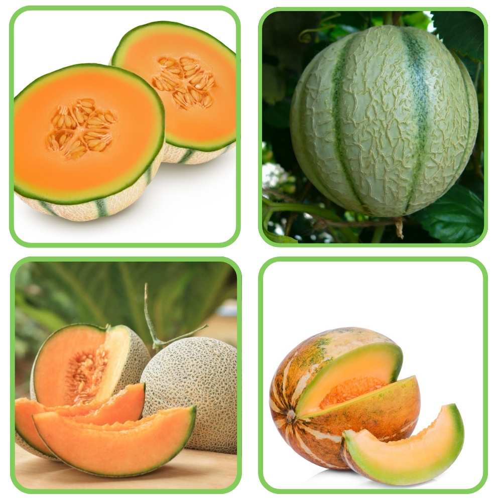 Mixed Cantaloupe Melon seeds for planting in home garden