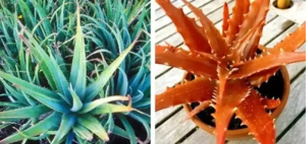 Edible Aloe Vera Plant Seeds - Orange Variety for Healthy Gardening, Heirloom Seeds