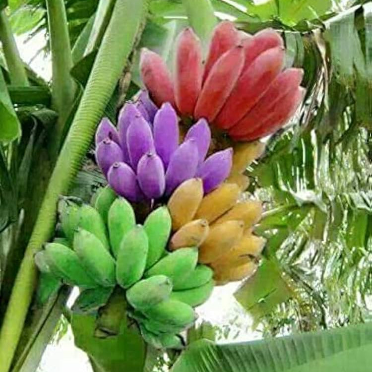 Mixed Colour Banana Growing from Quality Seeds