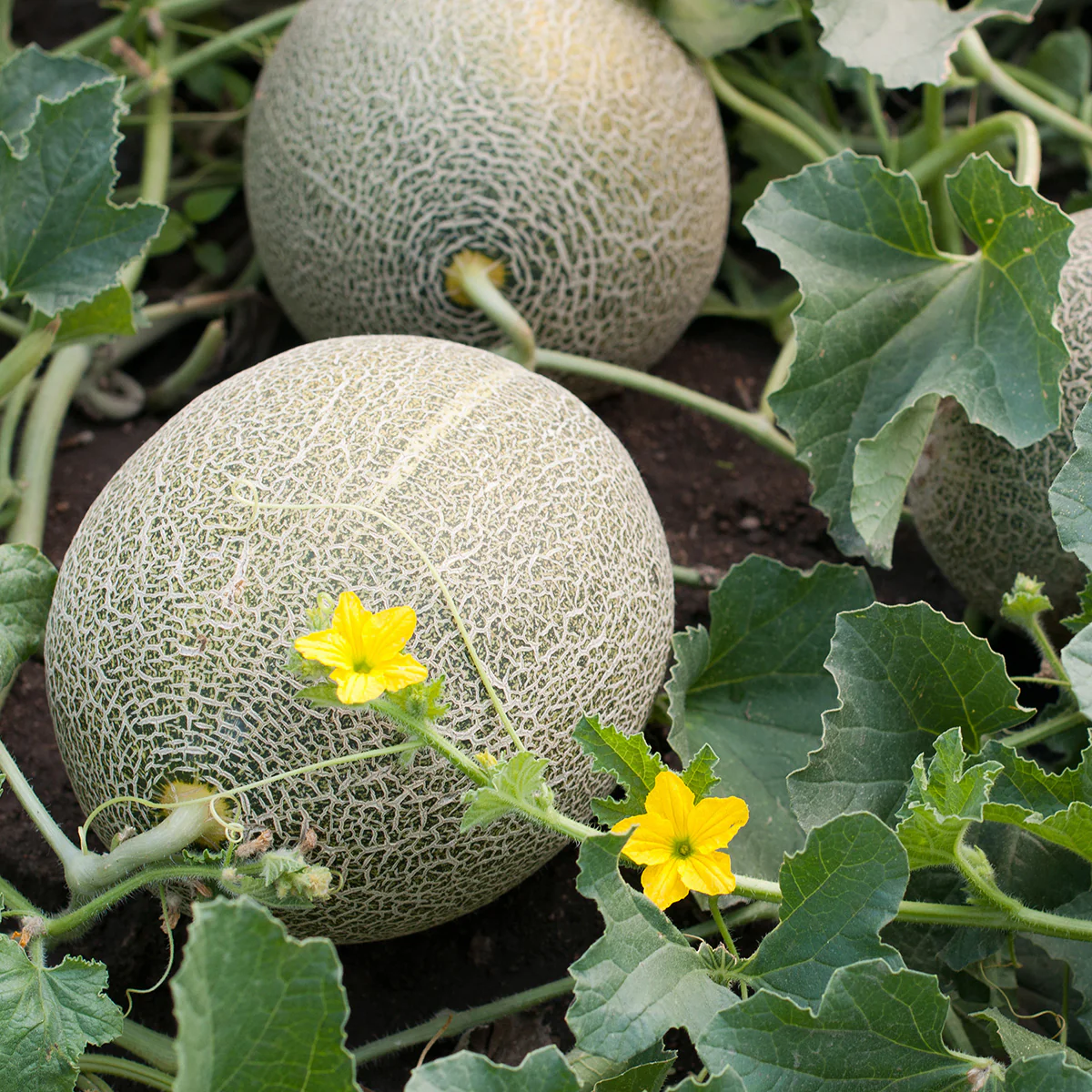 Mixed colour cantaloupe seeds for home garden