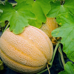 Mixed colour melon seedlings growing in full sun