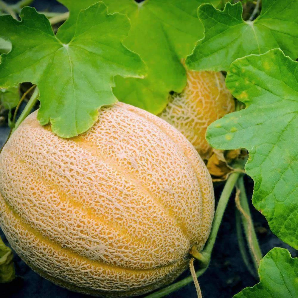 Mixed colour melon seedlings growing in full sun