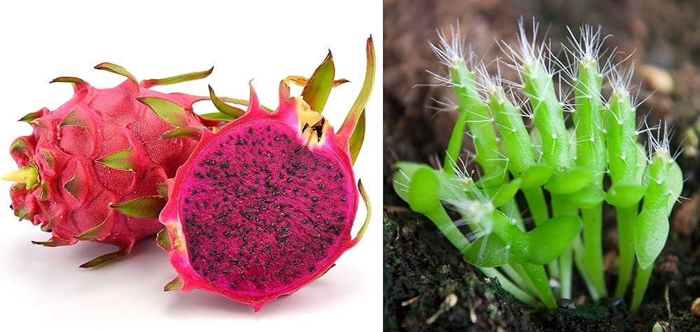 Mixed color dragon fruit seeds including red, pink, and white varieties