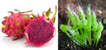Mixed color dragon fruit seeds including red, pink, and white varieties