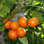 Mixed Orange Fruit Seeds for Planting multi colour variety for home garden