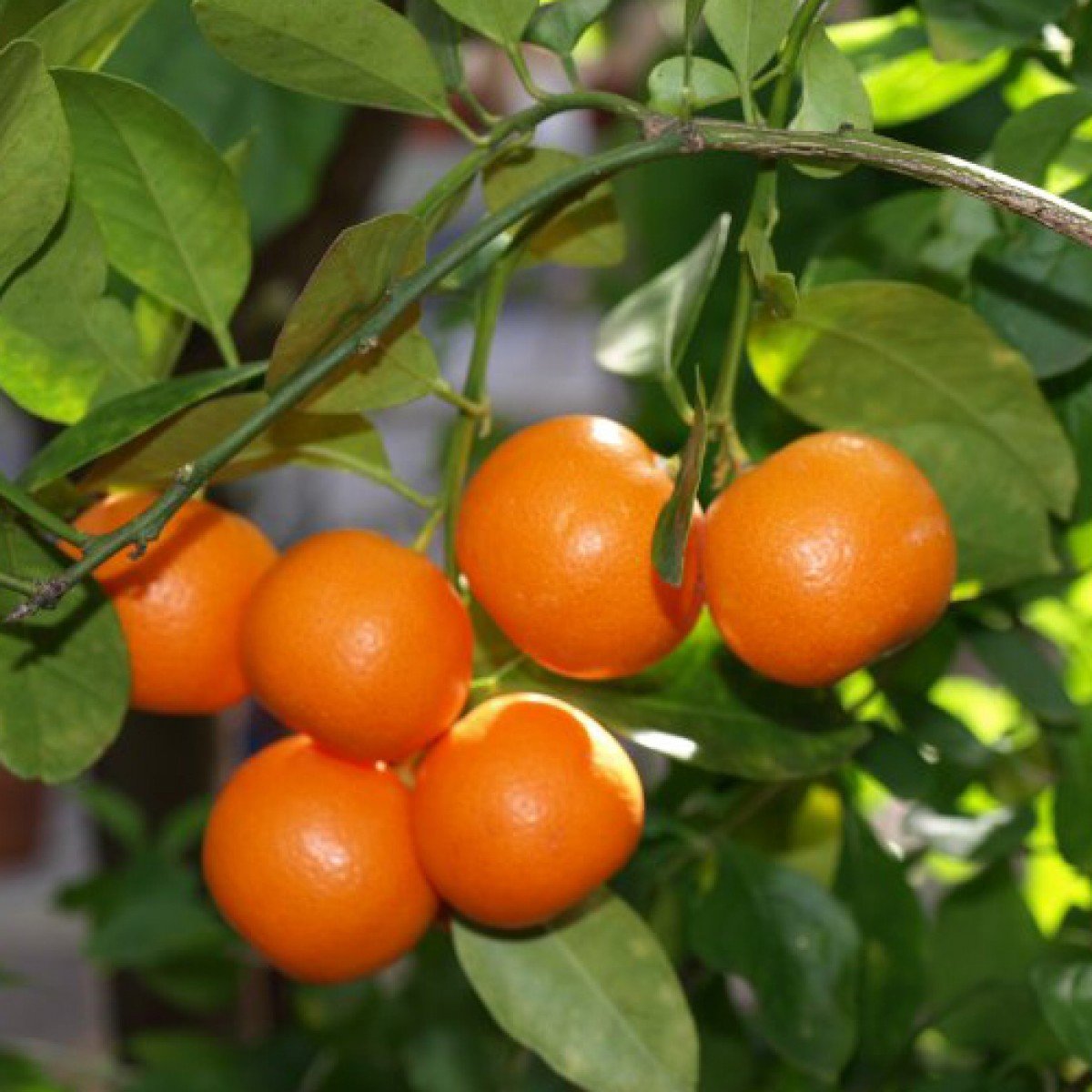 Mixed Orange Fruit Seeds for Planting multi colour variety for home garden