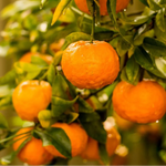 High germination Mixed Orange Fruit Seeds for colourful garden
