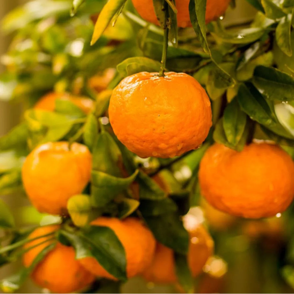 High germination Mixed Orange Fruit Seeds for colourful garden