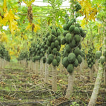 mixed papaya seeds with high germination rate for gardeners
