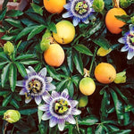 Non GMO Mixed Passion Fruit Seeds for Home Gardens