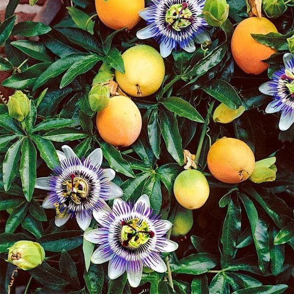 Non GMO Mixed Passion Fruit Seeds for Home Gardens