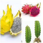 Mixed pitaya seeds super sweet variety for home gardening