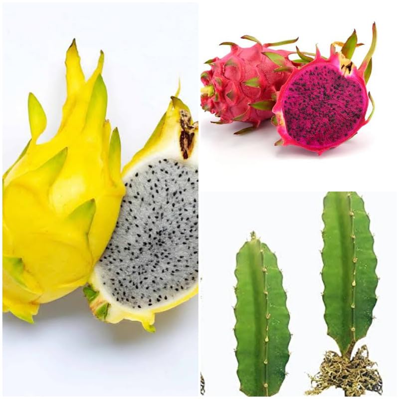 Mixed pitaya seeds super sweet variety for home gardening