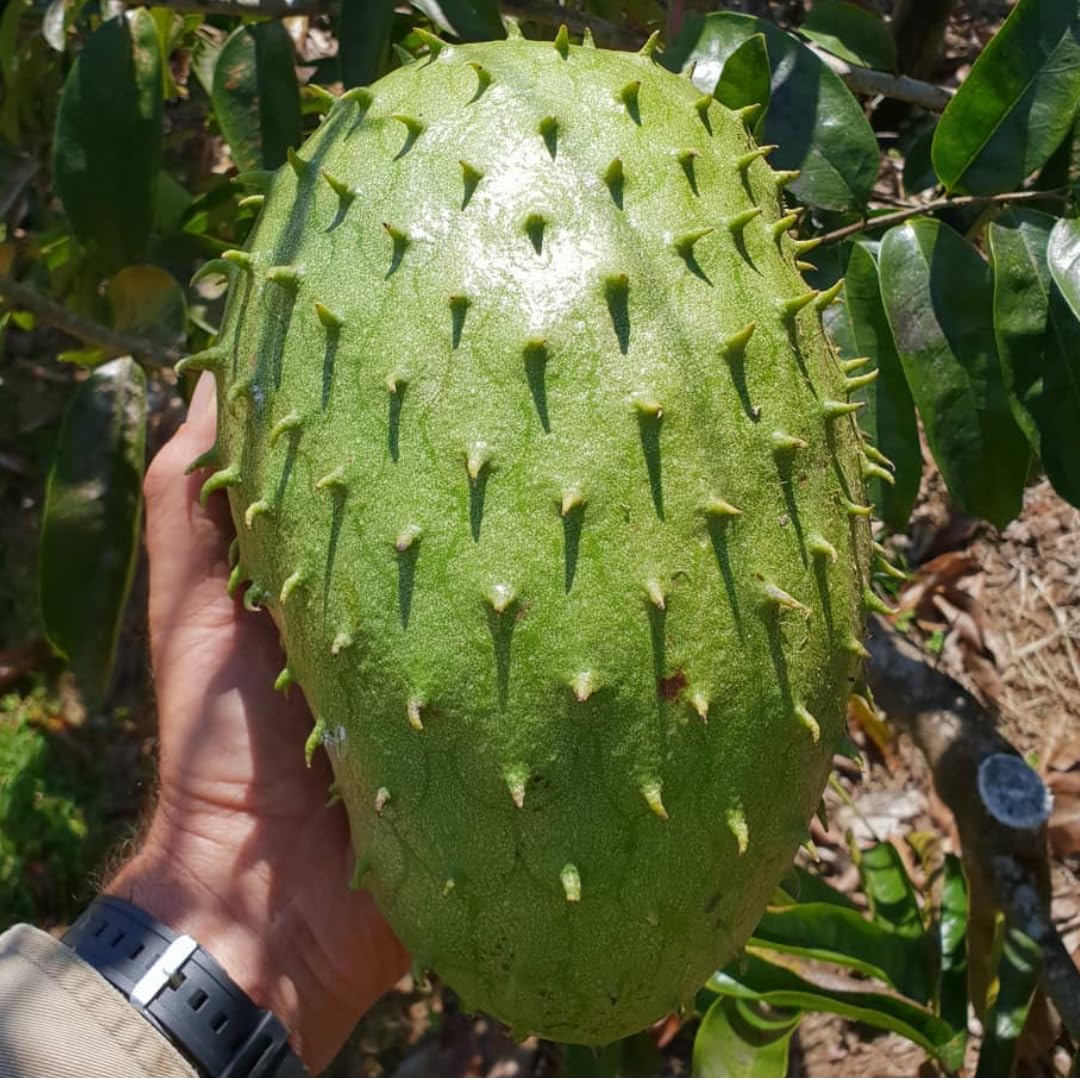 Mixed soursop seeds for growing perennial tropical trees