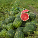 Mixed watermelon seedlings sprouting from seeds with planting guide