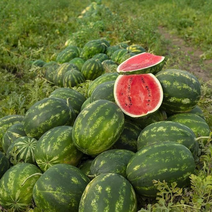 Mixed watermelon seedlings sprouting from seeds with planting guide