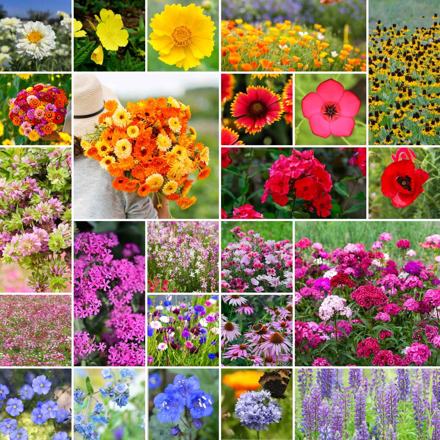 Bulk Mixed Lot Packs Livingston Annual Flower Climbing Polinators Seeds for Planting – Heirloom, Non-GMO