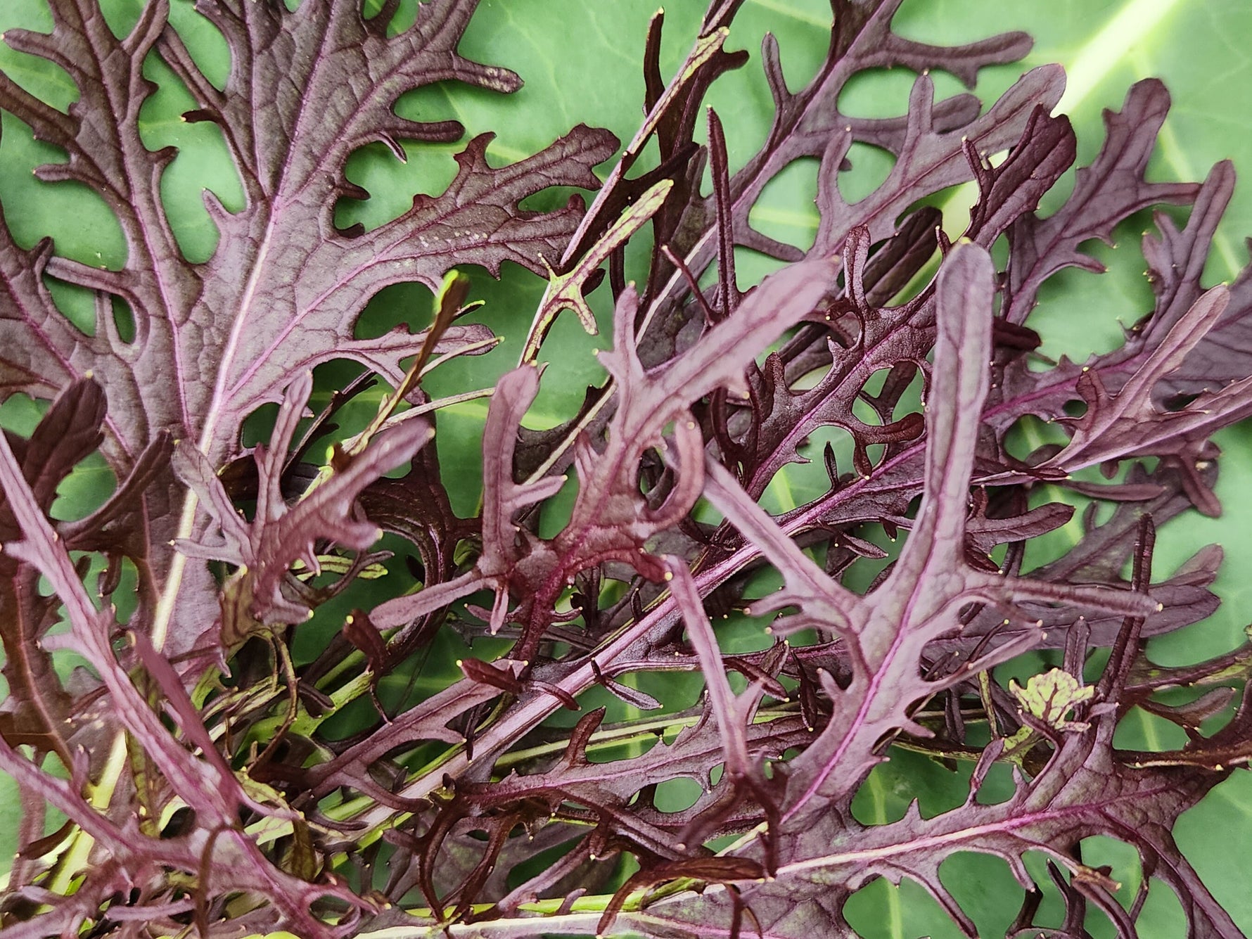 High germination Miz America Mizuna greens seeds for vegetable gardening