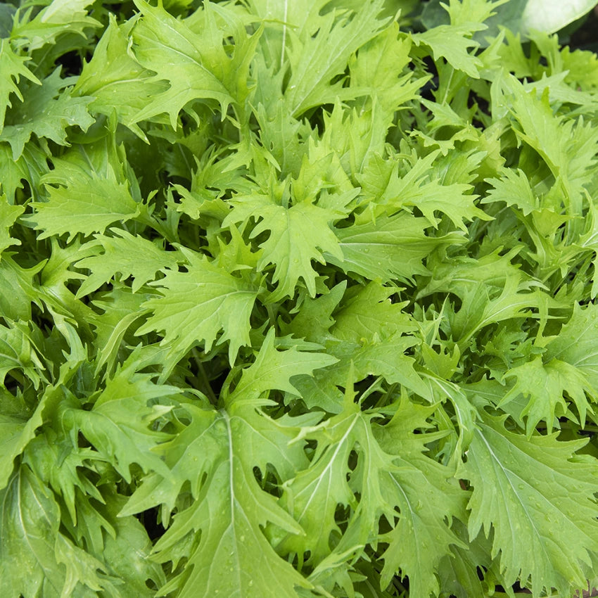 Mizuna greens seeds for container gardening and raised beds