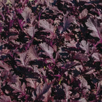 Mizuna seeds organic non GMO Miz America greens for home gardening