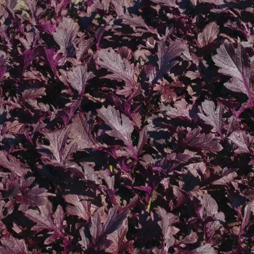 Mizuna seeds organic non GMO Miz America greens for home gardening