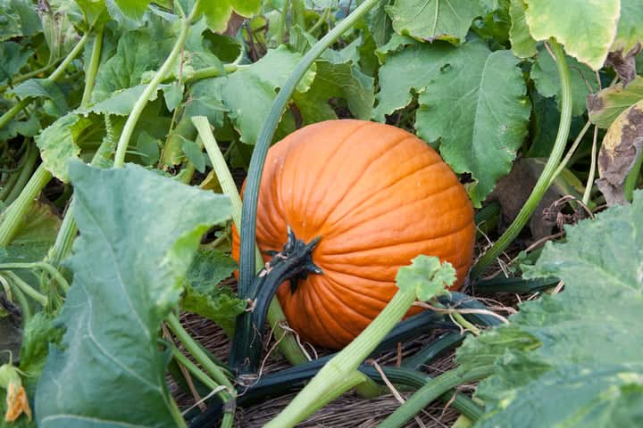Jamaican Pumpkin Vegetable Seeds for Planting - Heirloom & GMO Free Seeds