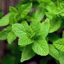 Mojito Mint in Container Garden – Heirloom Culinary Herb Seeds