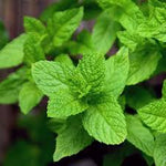 Mojito Mint in Container Garden – Heirloom Culinary Herb Seeds