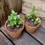 How to Grow Mojito Mint from Seeds – Mentha x villosa