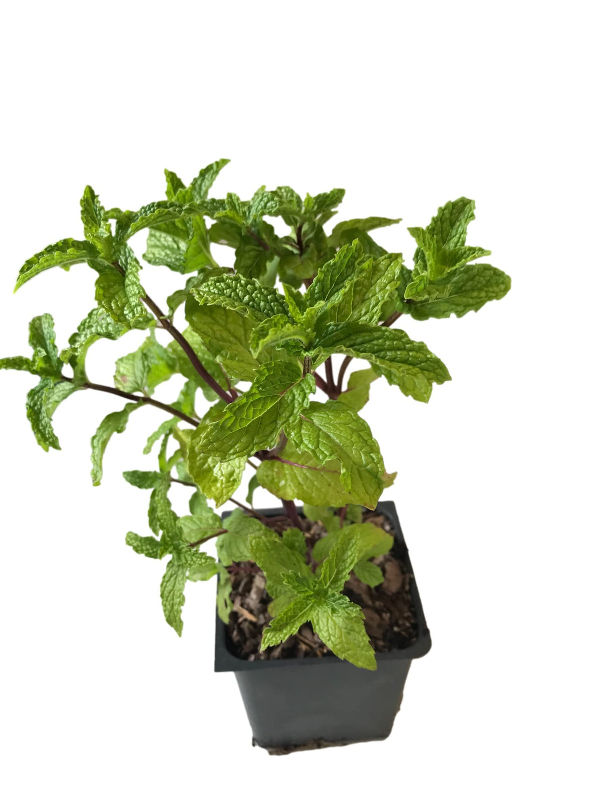 Mojito Mint Leaves – Cuban Mint Aromatic Herb