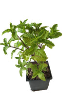 Mojito Mint Leaves – Cuban Mint Aromatic Herb