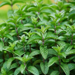 Mojito Mint Seeds for Planting – Mentha x villosa Herb