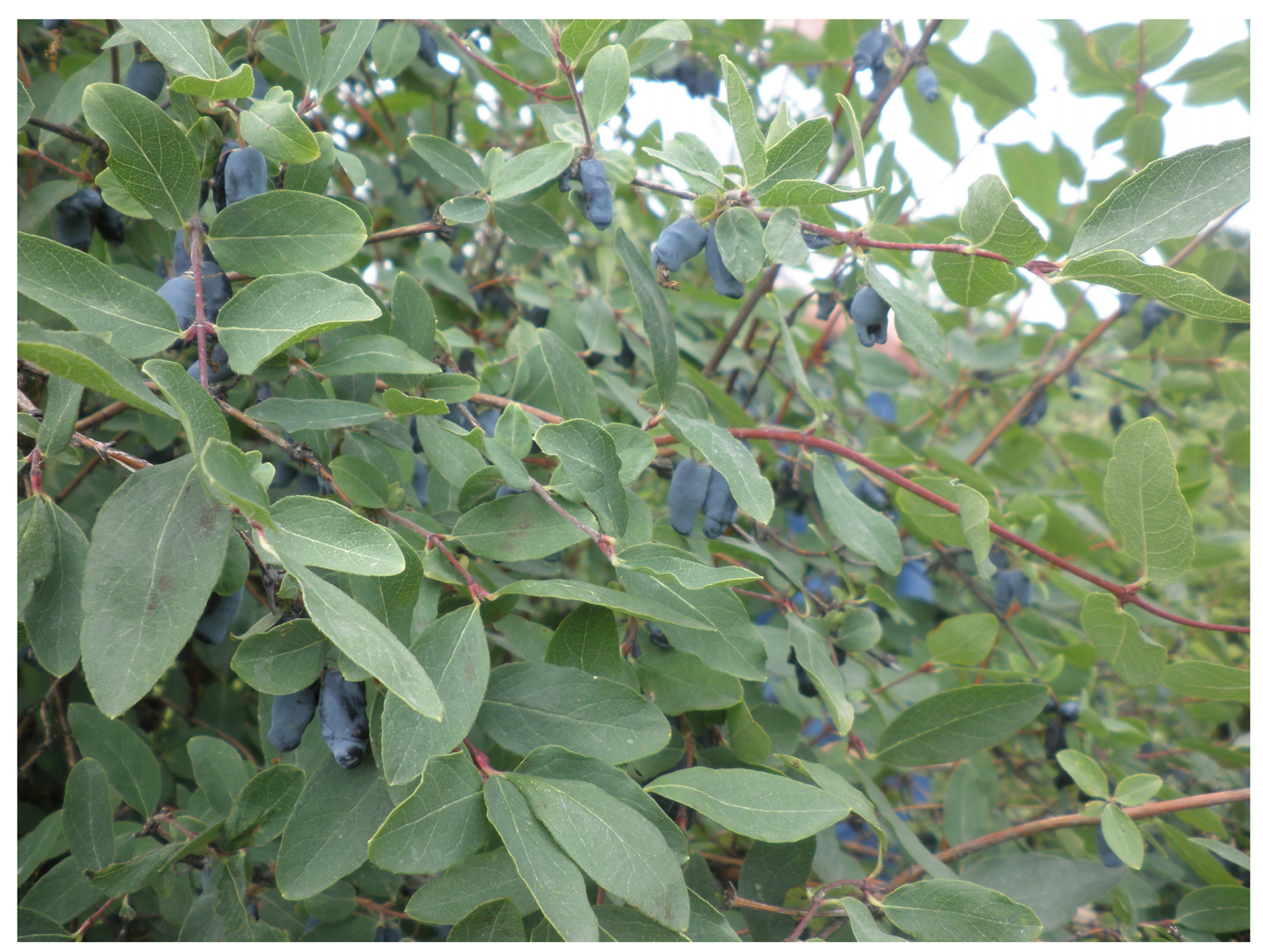 Honeysuckle (Lonicera spp.)