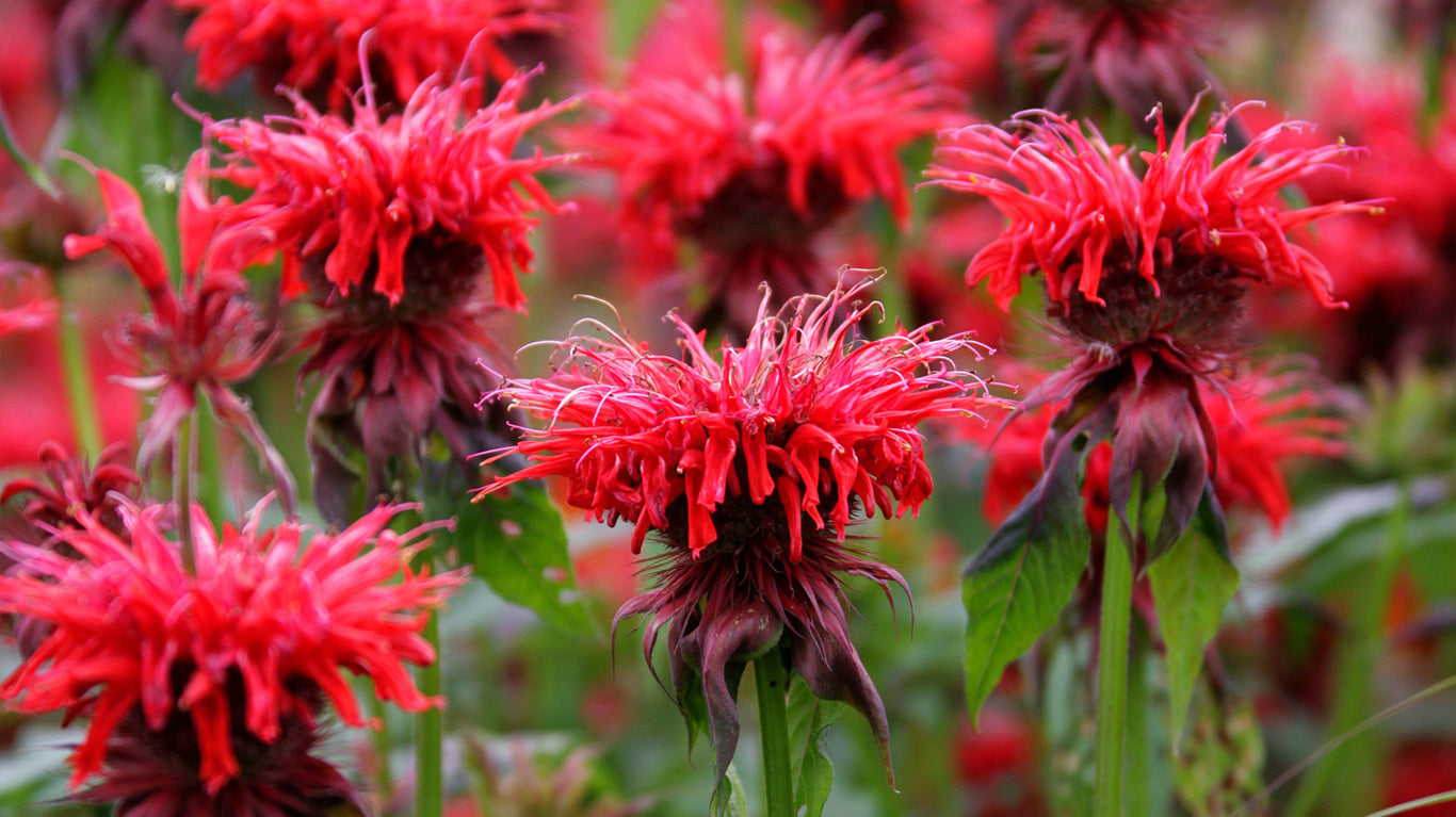 Monarda Cherry Pops Seeds