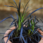 Ornamental mondo grass seeds for shaded gardens and landscaping