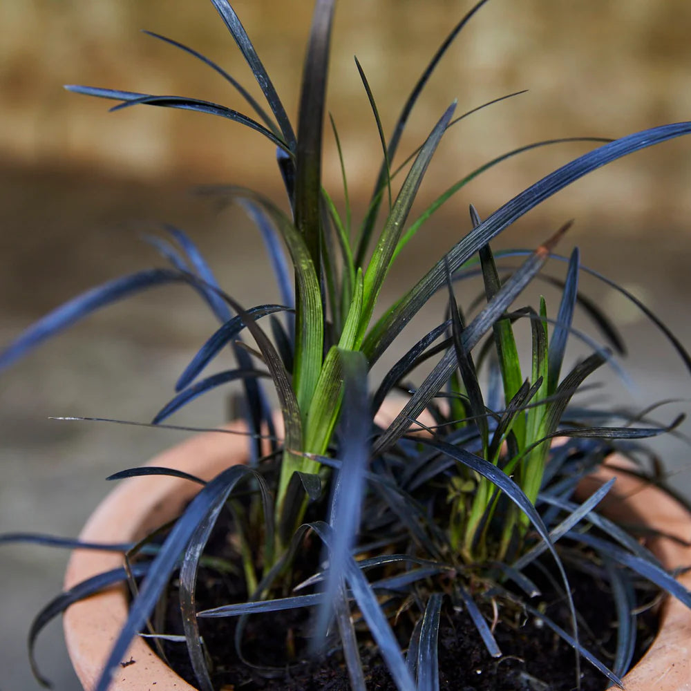 Ornamental mondo grass seeds for shaded gardens and landscaping