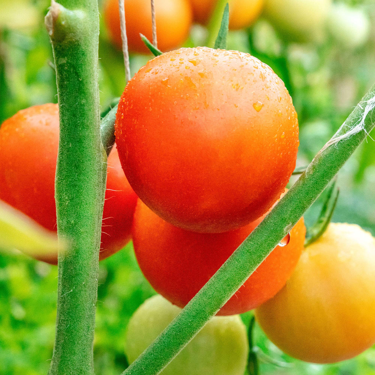 Moneymaker tomato Solanum lycopersicum heirloom vegetable seeds for planting in home garden or urban containers - Dharaseeds