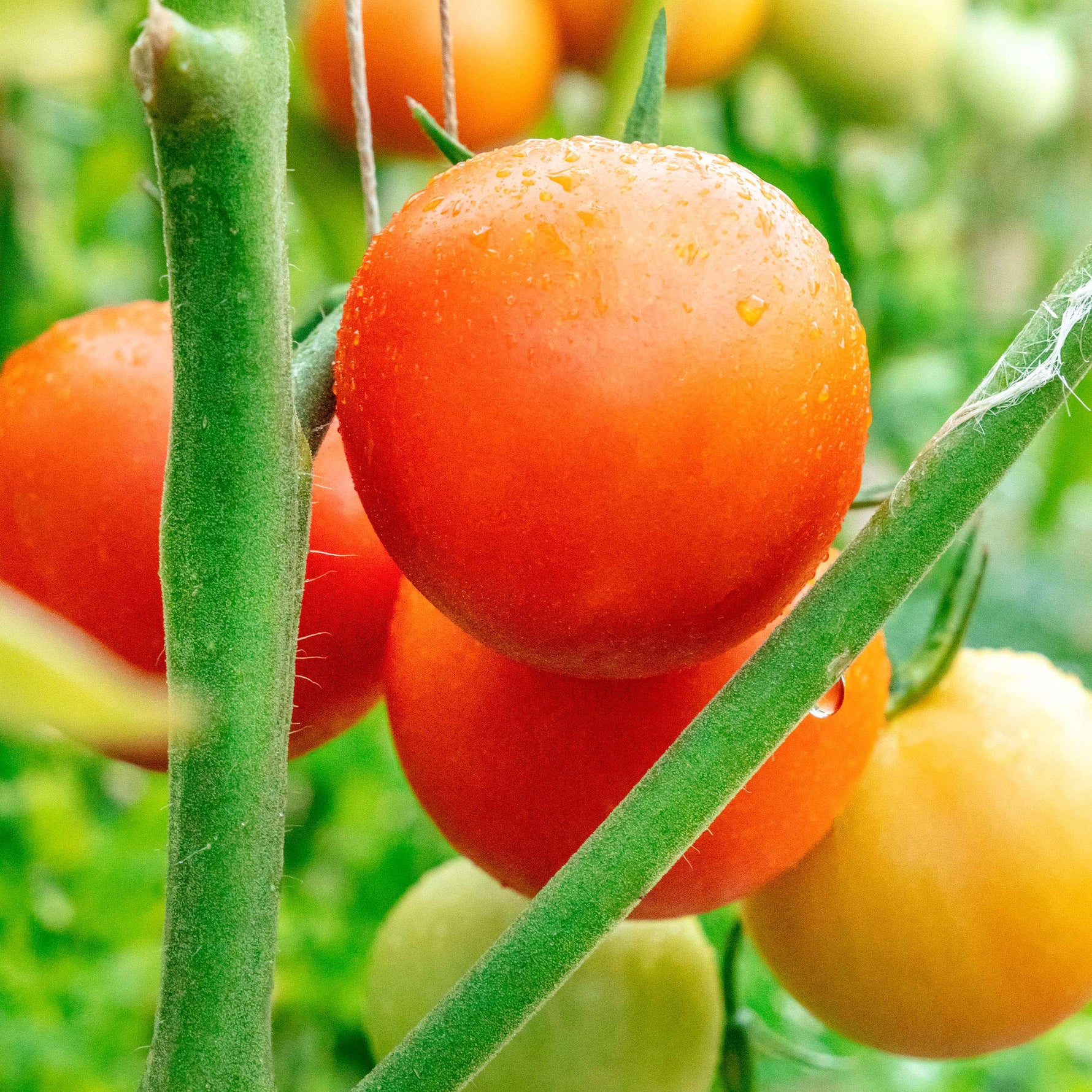 Moneymaker tomato Solanum lycopersicum heirloom vegetable seeds for planting in home garden or urban containers - Dharaseeds