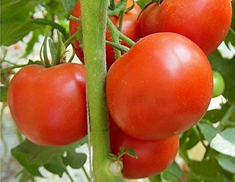 Moneymaker tomato Solanum lycopersicum heirloom vegetable seeds for planting in home garden or urban containers - Dharaseeds